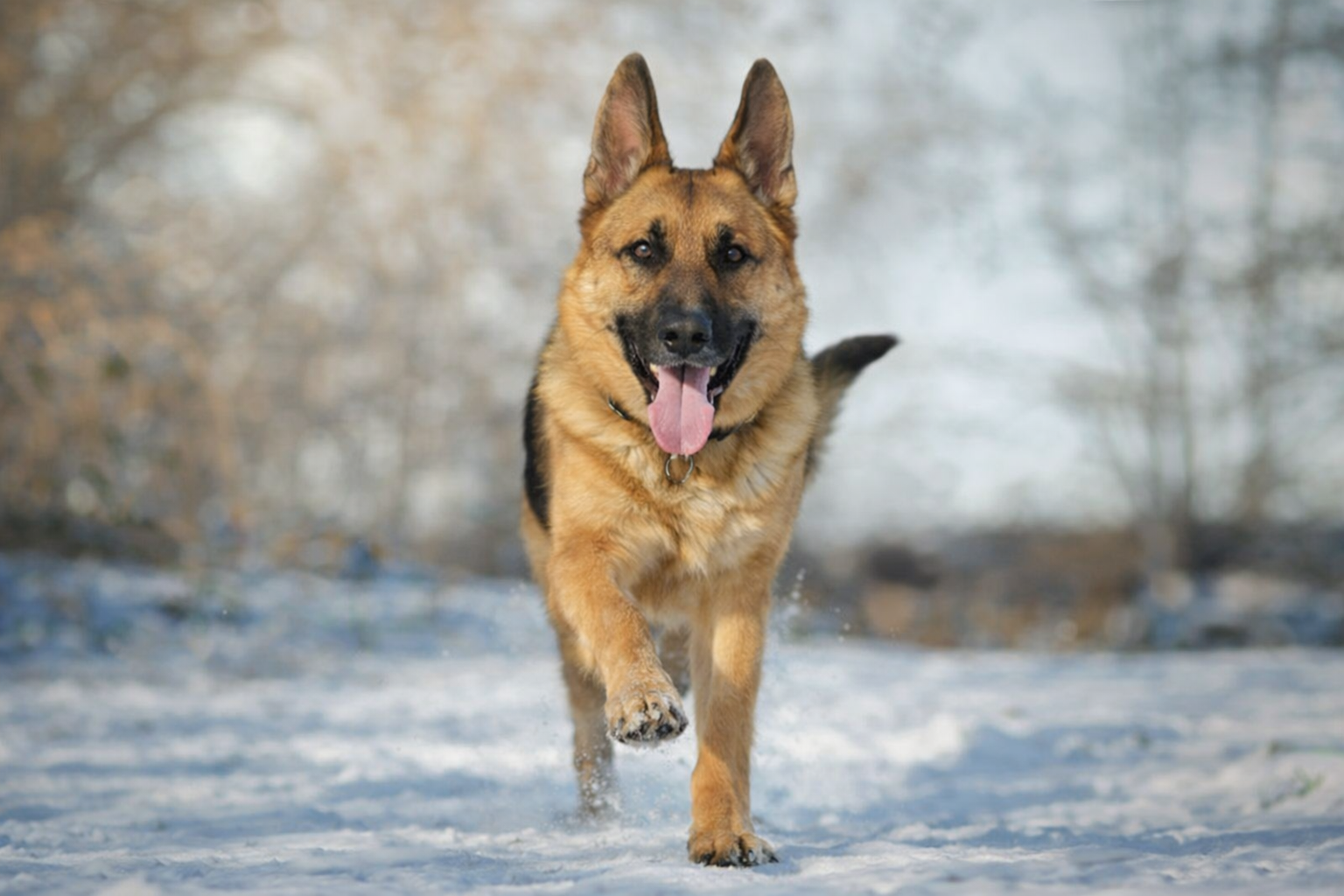 Thor — running through snow