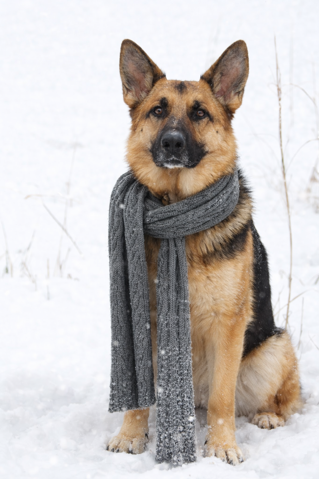 Thor — portrait in the snow, wearing a scarf