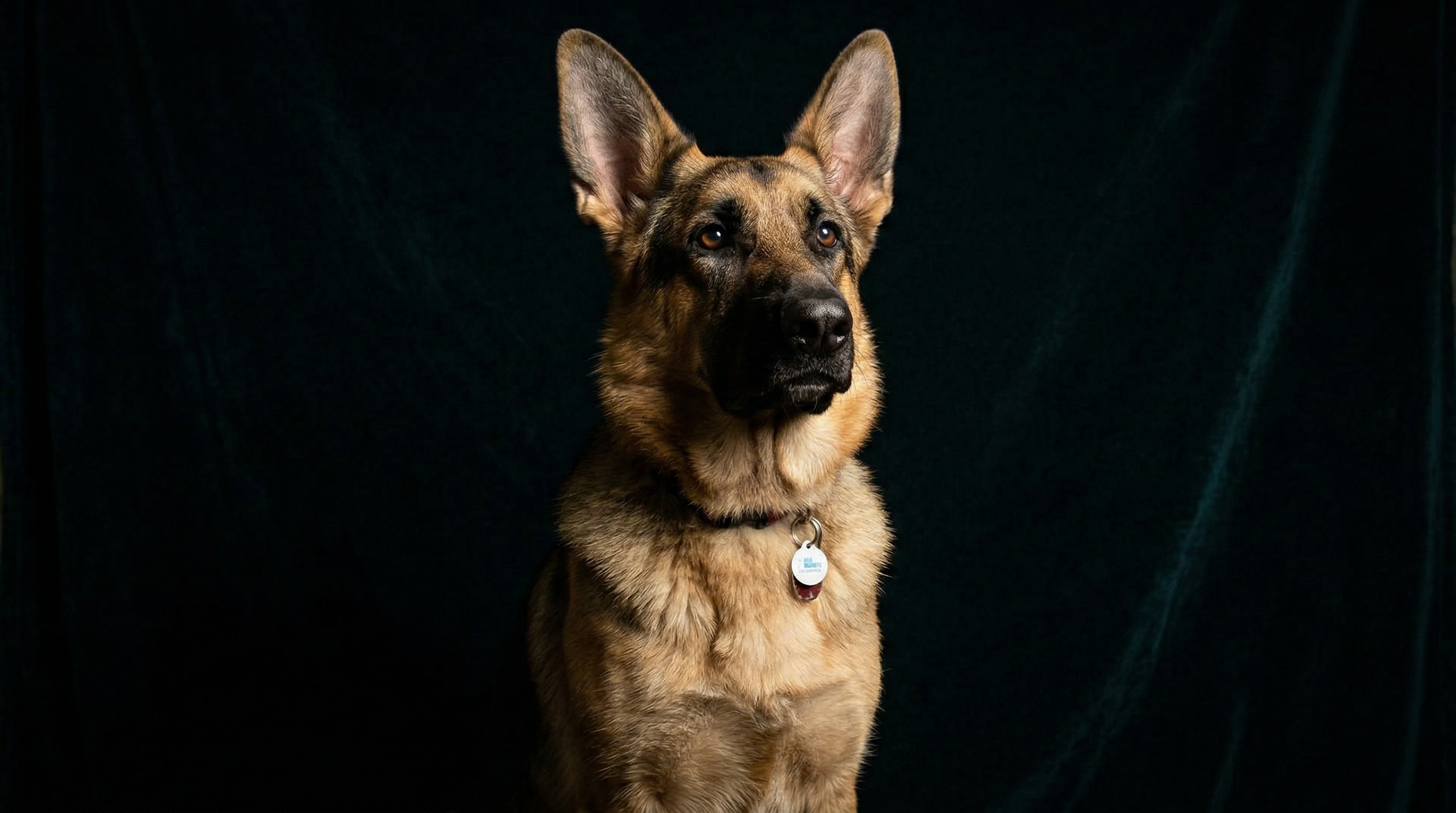 Thor — studio portrait, dark background